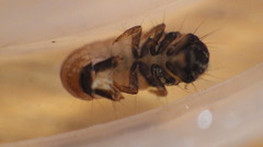 Glossosoma nigrior
