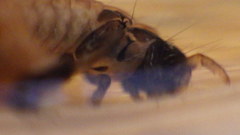 Glossosoma nigrior