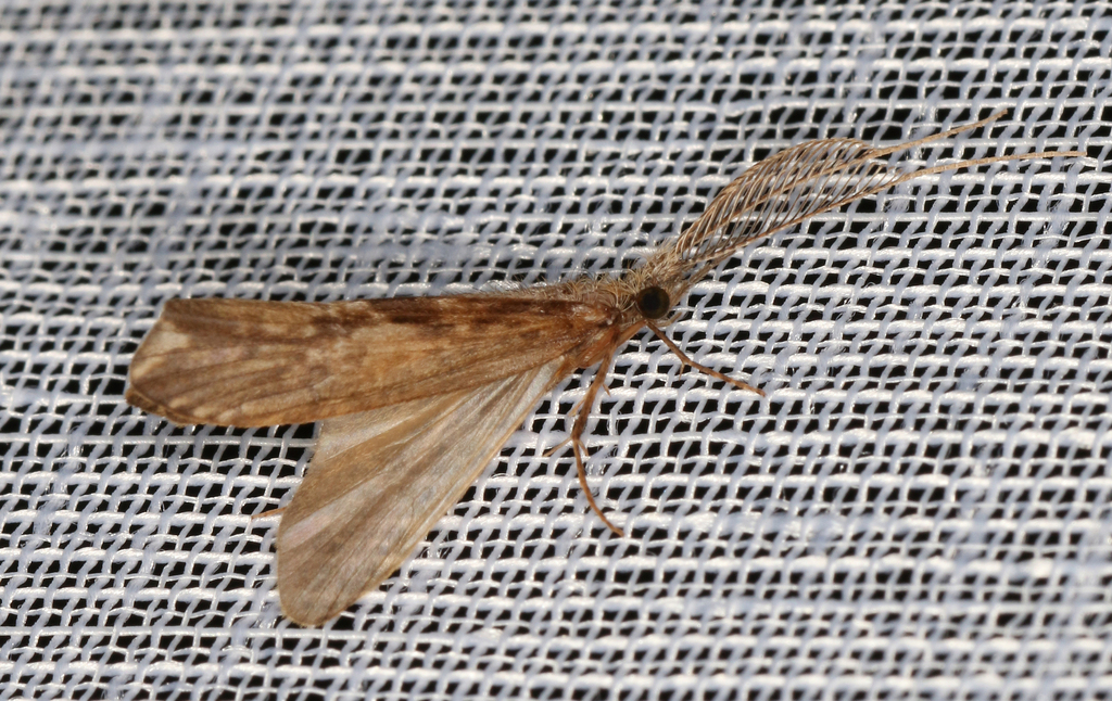 Ramiheithrus