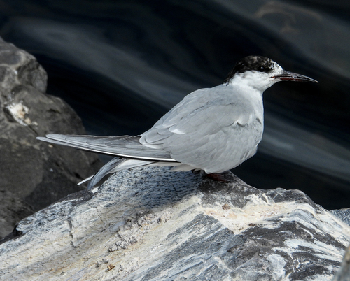 Common Tern observed by supergan