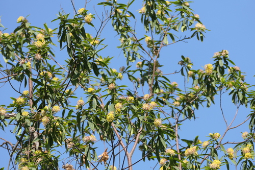 Blue Currybush (Lasiosiphon glaucus)