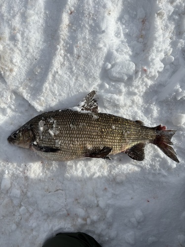 Lake Whitefish
