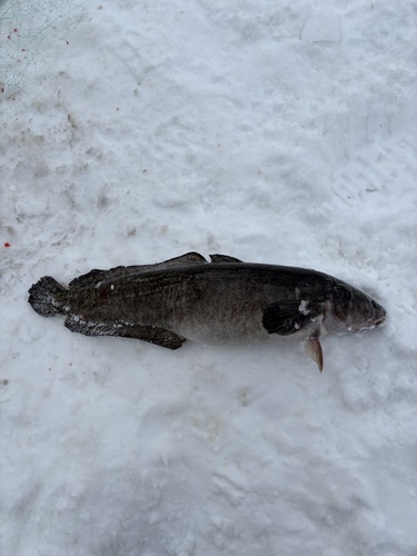 Burbot