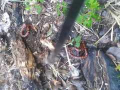 Lampropeltis abnorma