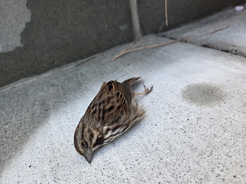 Song Sparrow