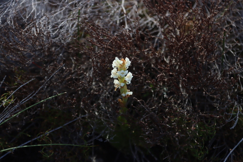 Western White Candle Satyre (Satyrium stenopetalum)