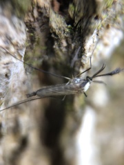 Aedes infirmatus