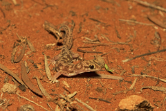 Rhynchoedura ormsbyi