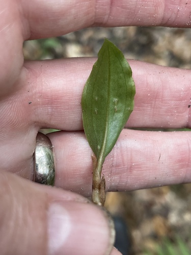 Hairy Shadow Witch (Ponthieva racemosa)