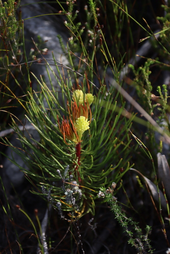 Channel-leaf featherbush (Aulax cancellata)