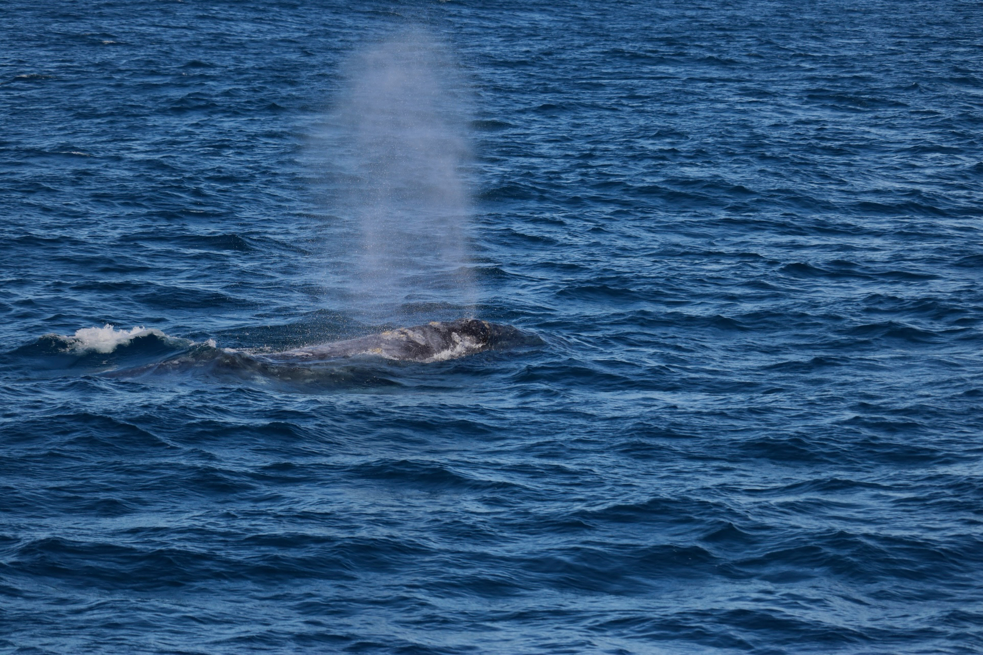 Eschrichtius robustus