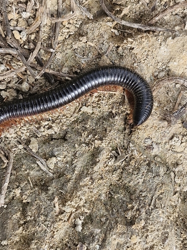 Archispirostreptus syriacus