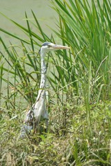 Ardea cinerea
