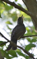 Hypsipetes amaurotis