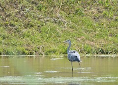 Ardea cinerea