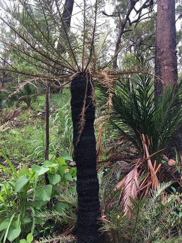 Cycas ophiolitica