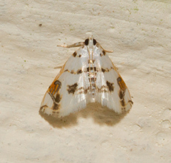 Neurophyseta cyclicalis