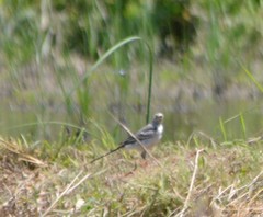 Motacilla alba