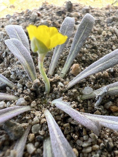 pale yellow suncup (Camissoniopsis pallida)