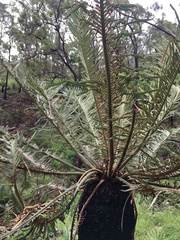 Cycas ophiolitica
