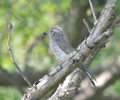 Hypsipetes amaurotis