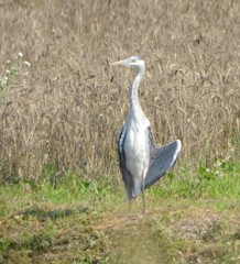 Ardea cinerea