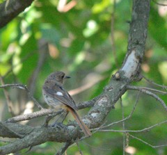 Phoenicurus auroreus