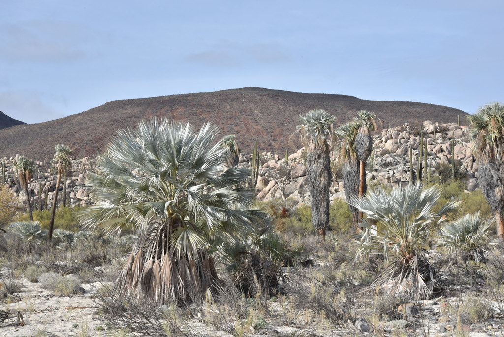 Brahea armata, Catavina, Baja Calfornia