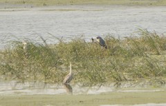 Ardea cinerea