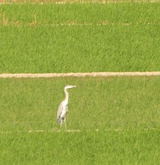 Ardea cinerea
