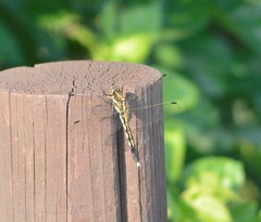 Orthetrum albistylum speciosum