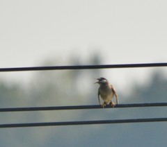 Spodiopsar cineraceus