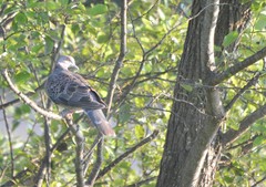 Streptopelia orientalis