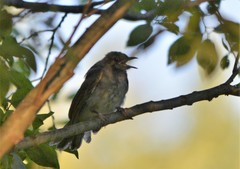 Hypsipetes amaurotis