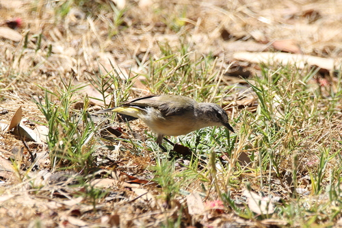 Acanthiza chrysorrhoa