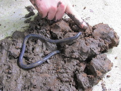 Gymnopis multiplicata