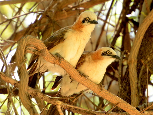 iNaturalist image