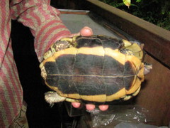 Brown Wood Turtle photo 3