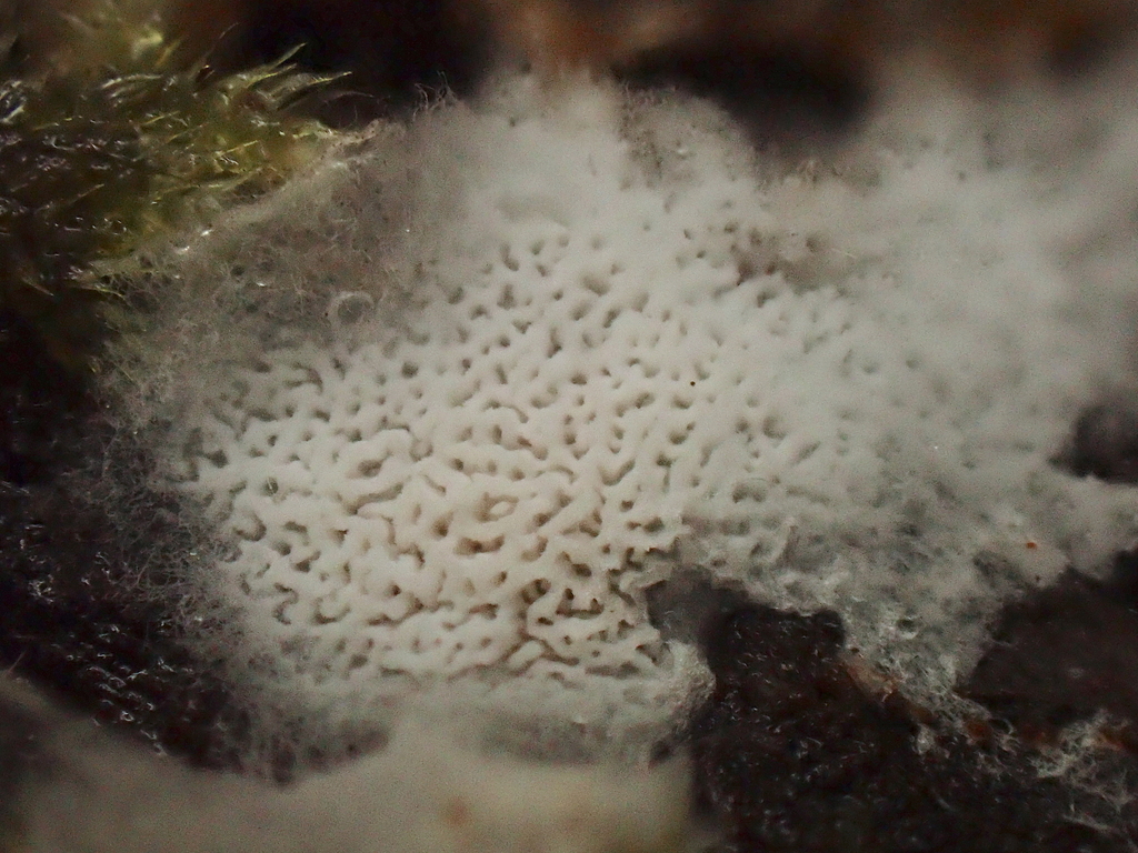 Sistotrema sp. 'CA04'