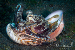 Amphioctopus marginatus