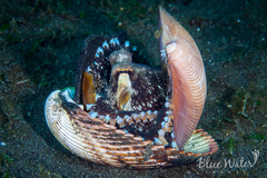 Amphioctopus marginatus