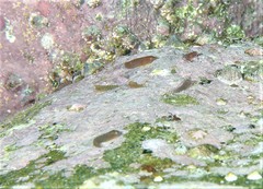 Cochleoceps orientalis