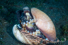 Amphioctopus marginatus