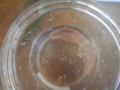 Hermodice carunculata