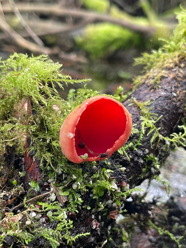Scarlet Elf Cup