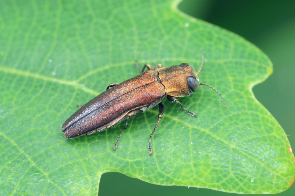 Agrilus graminis