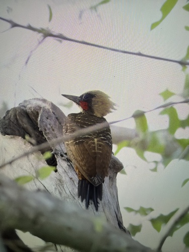 Pale-crested Woodpecker