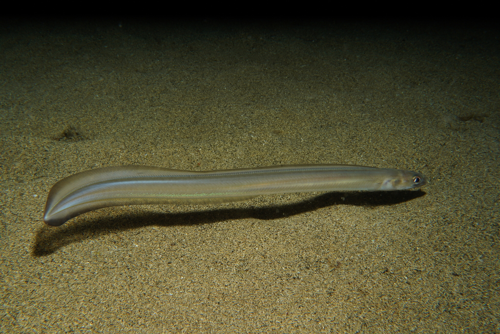 Baleares conger (Ariosoma balearicum) — Congridae