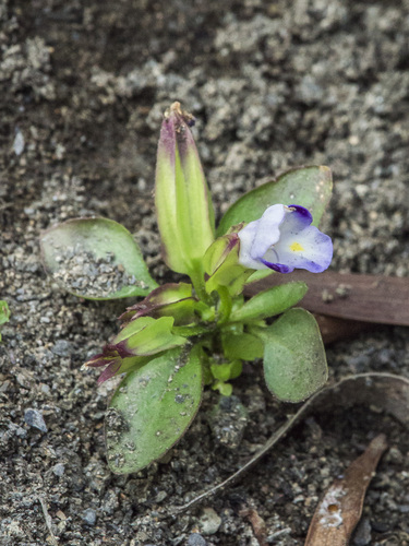 Torenia violacea observed 2026-02-24