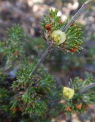 Phyllota pleurandroides